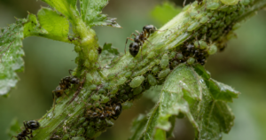 Ants attending a colony of green aphids on a plant stem, illustrating the mutualistic relationship in which ants feed on honeydew while protecting aphids from predators.