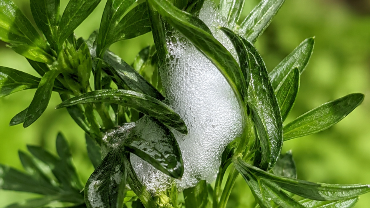 White foam produced by a spittlebug nymph on a parsley stem in my garden.