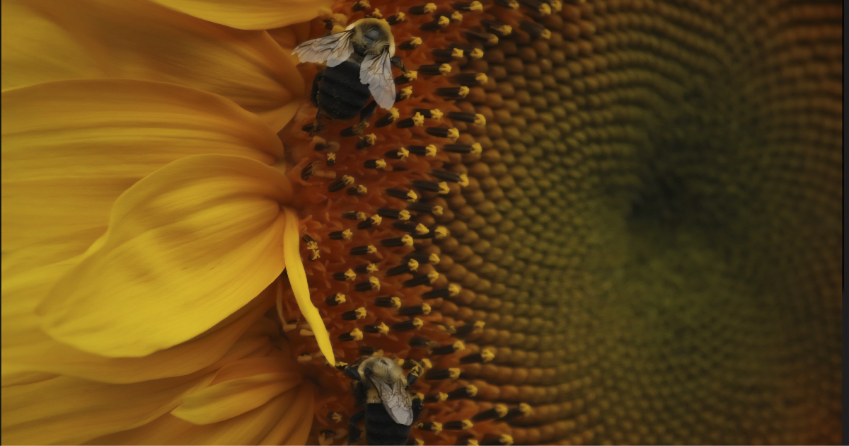 Close-up of a sunflower with bumblebees among the florets, revealing the spiral patterns of the flower head.